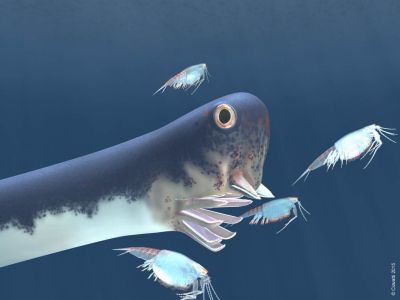 Древняя рыба под названием «красивое обещание» - новости экологии на ECOportal