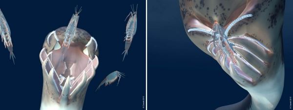 Древняя рыба под названием «красивое обещание» - новости экологии на ECOportal