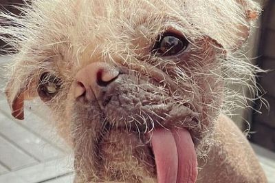 Названа самая уродливая собака Великобритании - новости экологии на ECOportal