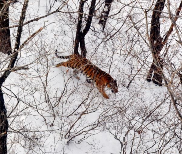 Новых леопарда и тигра выявили с борта вертолета в Приморье - новости экологии на ECOportal