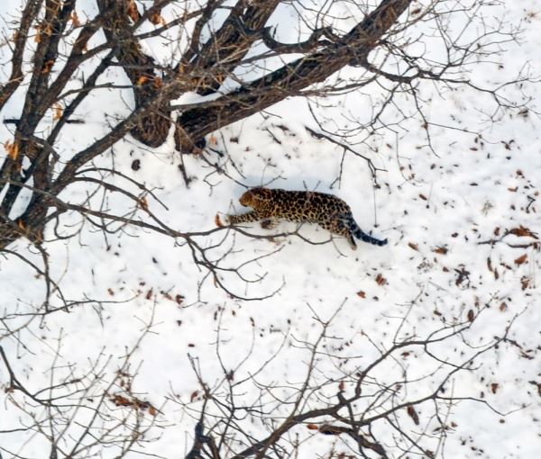Новых леопарда и тигра выявили с борта вертолета в Приморье - новости экологии на ECOportal