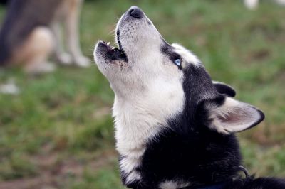 Ученые разобрались, какие породы собак отвечают на волчий вой - новости экологии на ECOportal