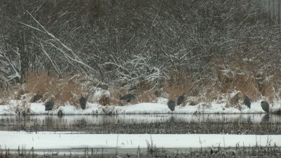 В Ленинградской области обнаружено большое скопление зимующих серых цапель - новости экологии на ECOportal