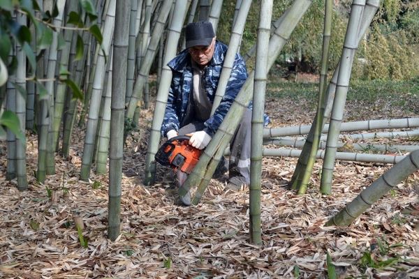 В Сочи вырубают бамбук, который зацвел впервые за 60 лет - новости экологии на ECOportal