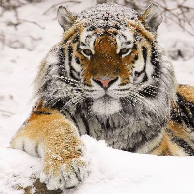 Амурских тигров, которые заходят в населённые пункты, отловят в Хабаровском крае - новости экологии на ECOportal