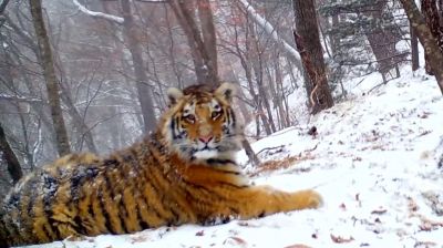 Материнский зов тигрицы попал в кадр фотоловушки «Земли леопарда» / Видео - новости экологии на ECOportal