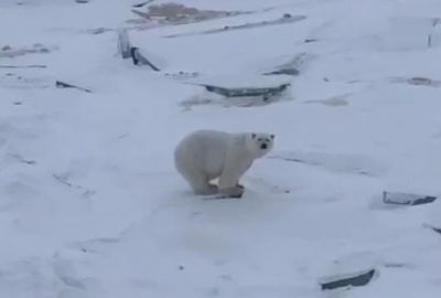Пришедший на обед к российскому атомному ледоходу белый медведь остался без обеда / Видео - новости экологии на ECOportal