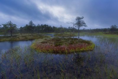 Растительность североевропейских болот оказалась способной сдерживать выбросы углерода даже во время глобального потепления - новости экологии на ECOportal
