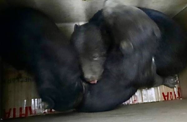 Троих медвежат, оставшихся без материнской заботы, спасают в Приморье - новости экологии на ECOportal