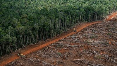 Ученые выяснили, как демократические выборы угрожают тропическим лесам - новости экологии на ECOportal